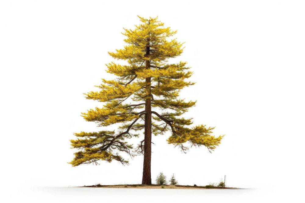 Yellow jeffrey pinetree plant fir white background. AI generated Image by rawpixel.