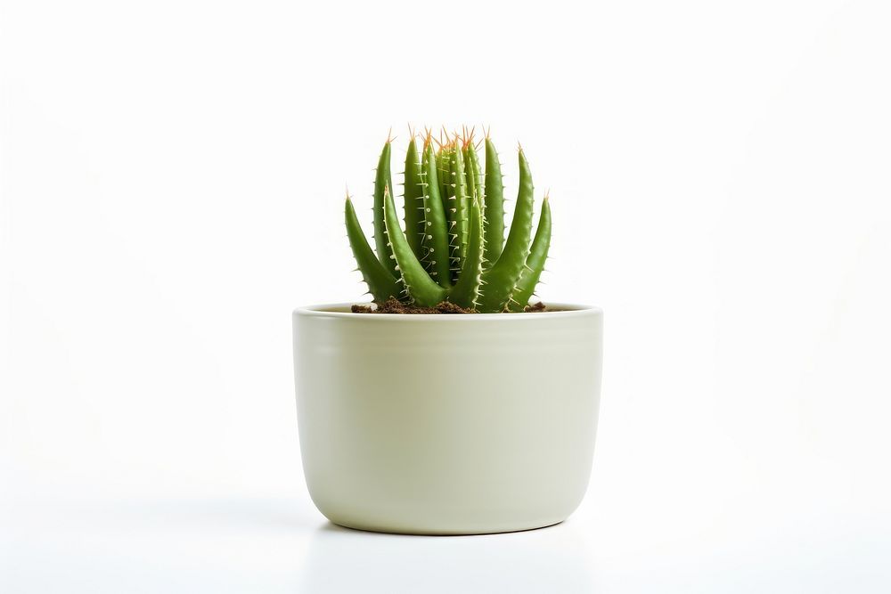 Plant cactus aloe white background. AI generated Image by rawpixel.