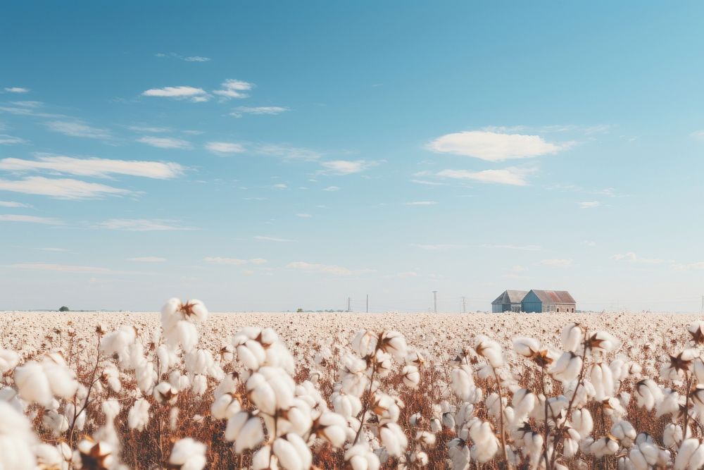 Outdoors cotton farm tranquility. 