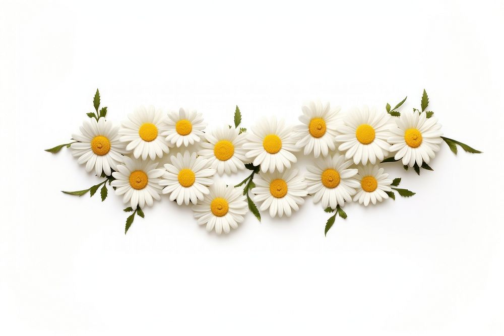 Flower daisy plant petal. AI generated Image by rawpixel.