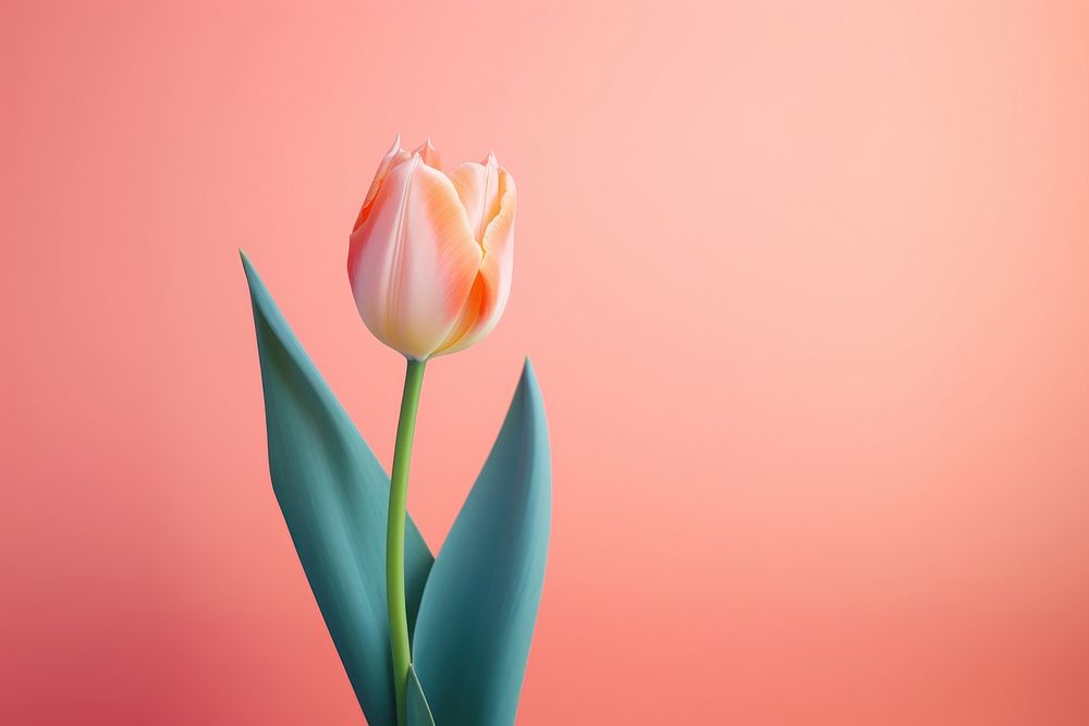 Tulip blossom flower plant. AI generated Image by rawpixel.