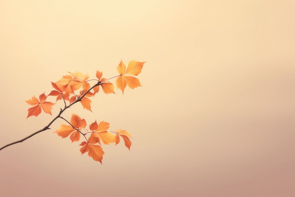 Sunlight autumn plant maple. AI generated Image by rawpixel.