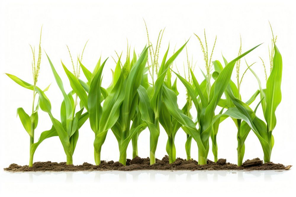 Corn outdoors plant field. AI generated Image by rawpixel.
