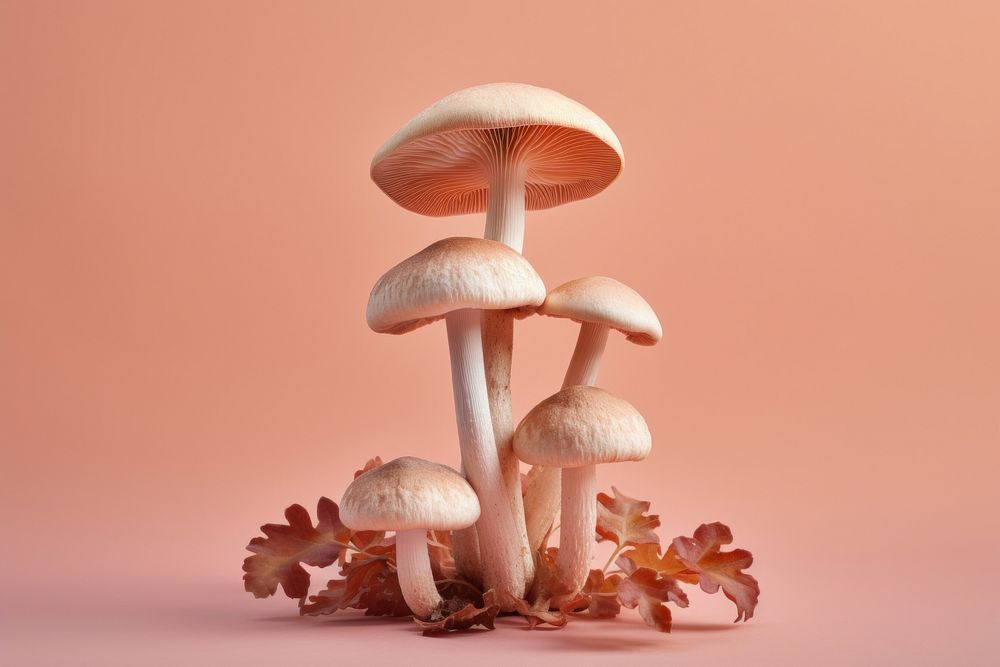Mushroom fungus plant agaricaceae. AI generated Image by rawpixel.