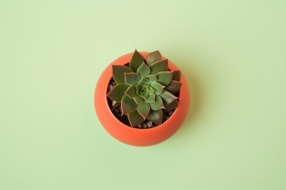 Plant leaf pot houseplant. AI generated Image by rawpixel.