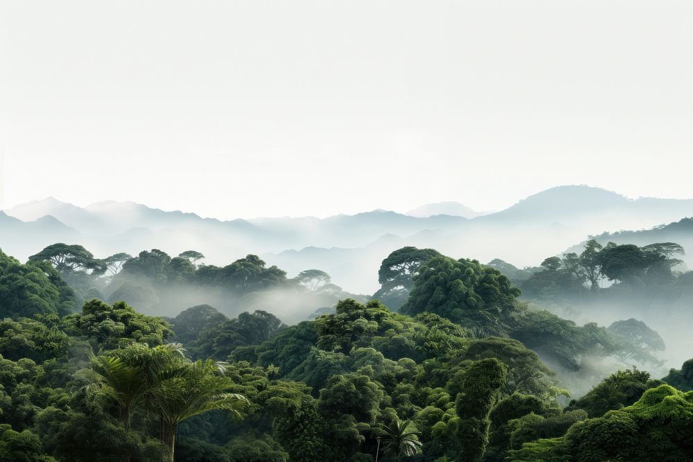 Forest vegetation rainforest outdoors.