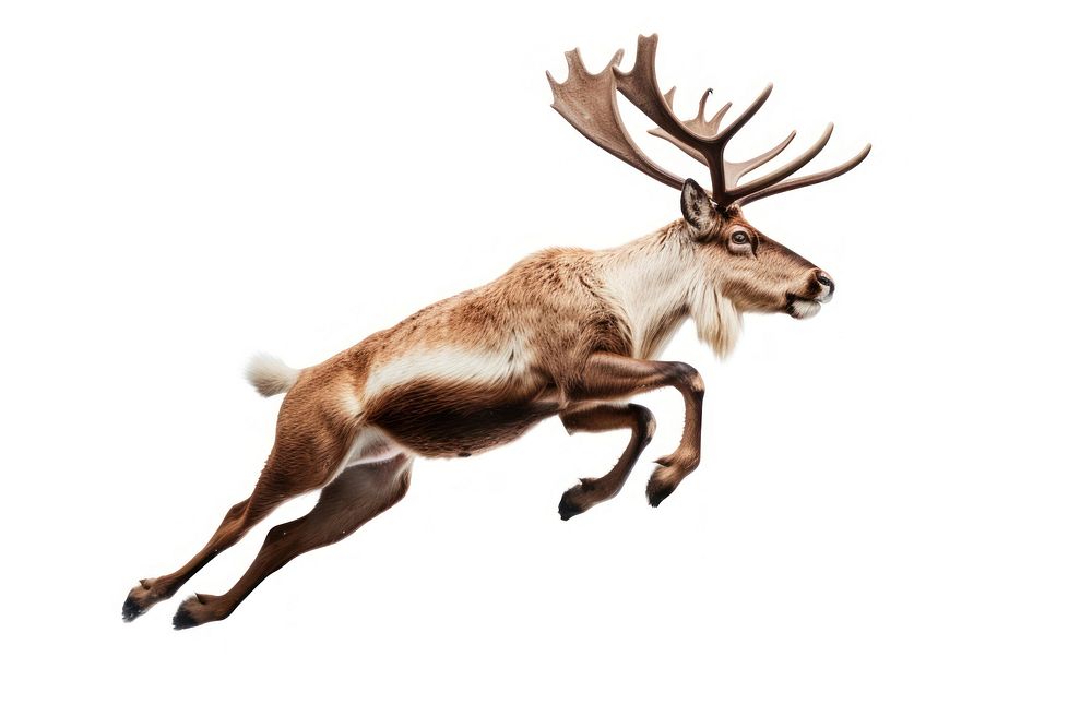 Wildlife jumping animal mammal. AI generated Image by rawpixel.
