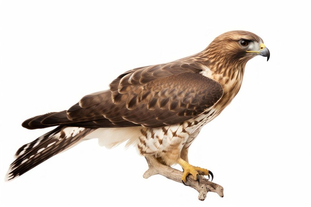 Buzzard animal bird hawk. AI generated Image by rawpixel.