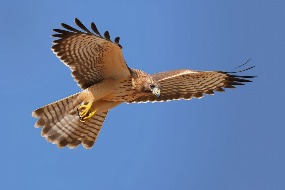 Buzzard animal flying bird. 