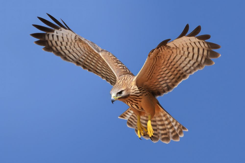 Buzzard animal flying bird. 