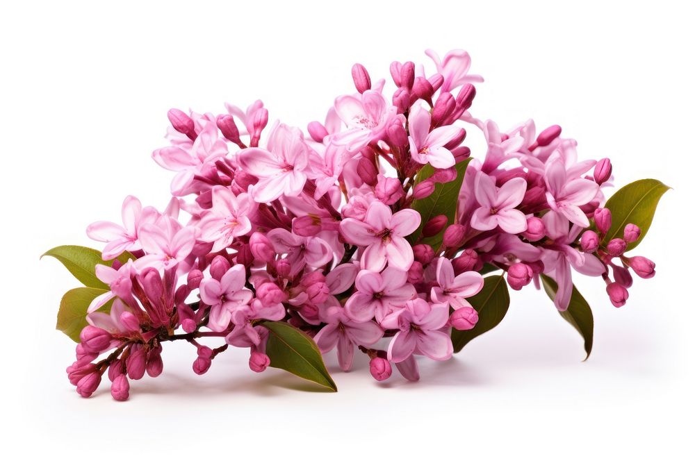 Blossom flower plant lilac. AI generated Image by rawpixel.