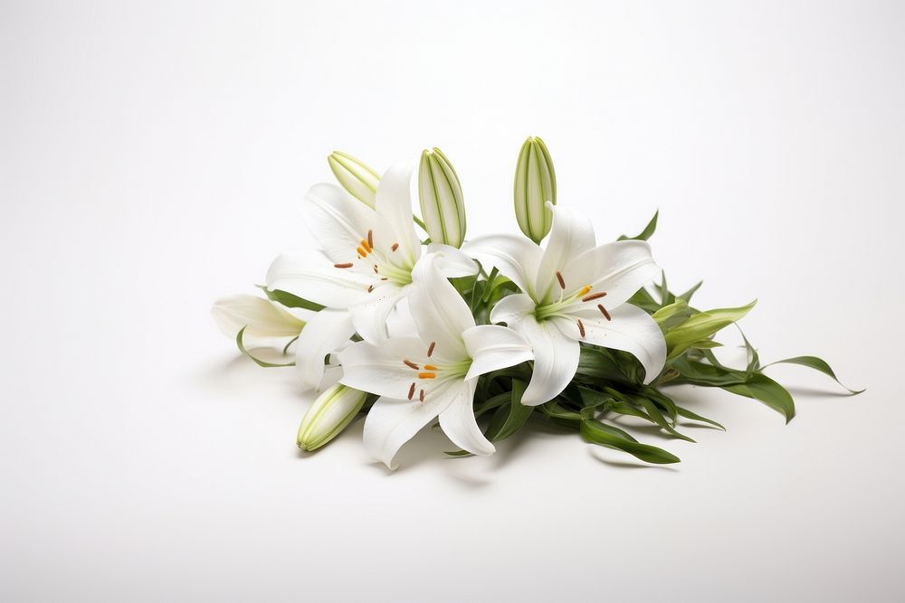 Flower plant white lily. AI generated Image by rawpixel.