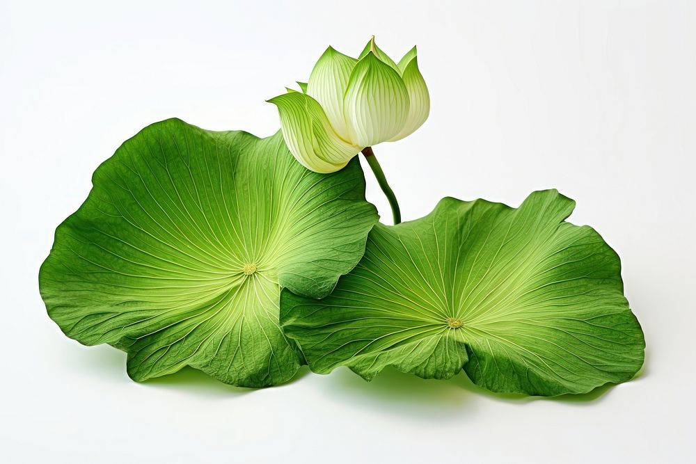 Lotus leaf flower green plant. AI generated Image by rawpixel.