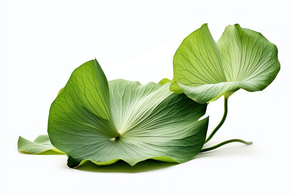 Lotus leaf green flower plant. AI generated Image by rawpixel.