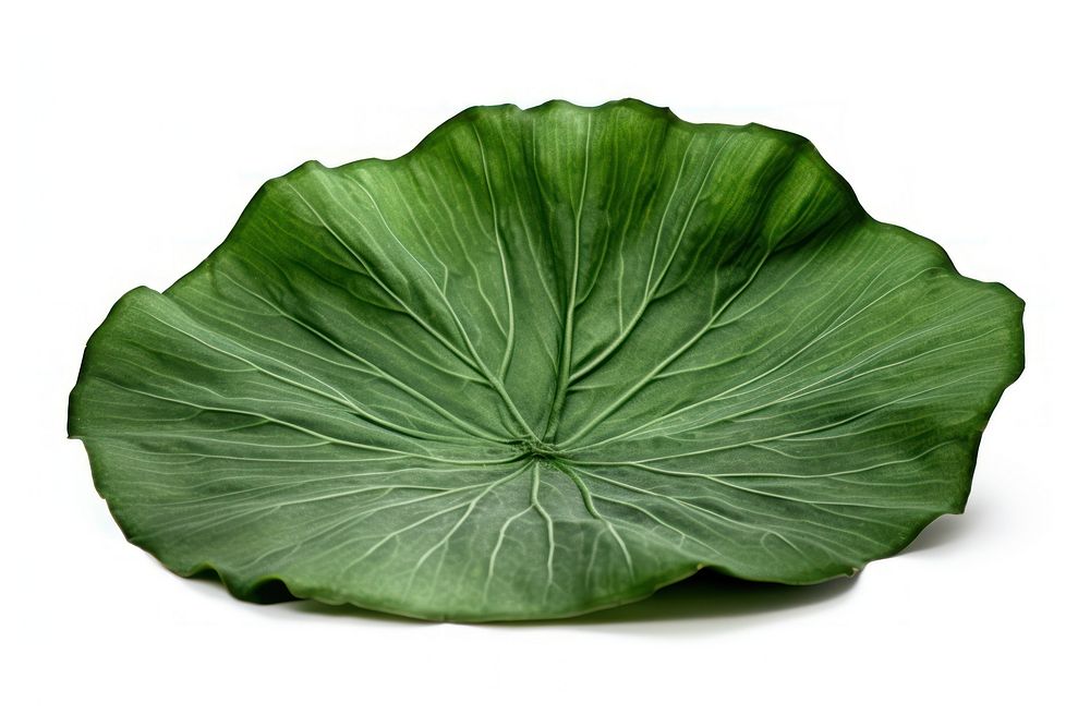 Lotus leaf vegetable plant green. AI generated Image by rawpixel.
