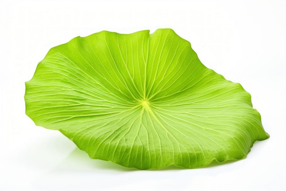 Lotus leaf plant green white background. AI generated Image by rawpixel.