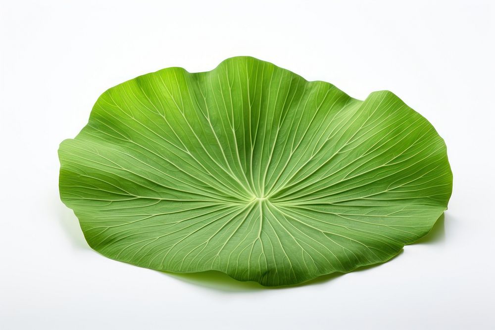 Lotus leaf plant green white background. AI generated Image by rawpixel.