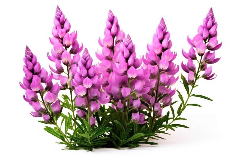 Lupine flowers blossom purple plant. AI generated Image by rawpixel.