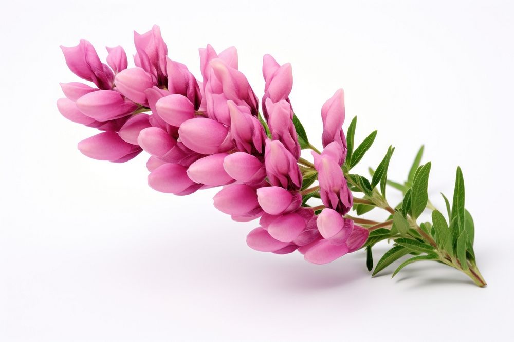Lupine flower blossom plant petal. AI generated Image by rawpixel.