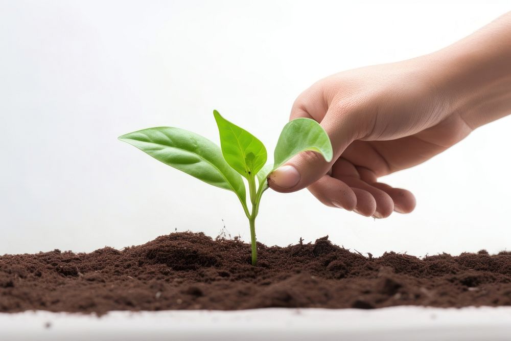 Plant planting leaf soil. AI generated Image by rawpixel.
