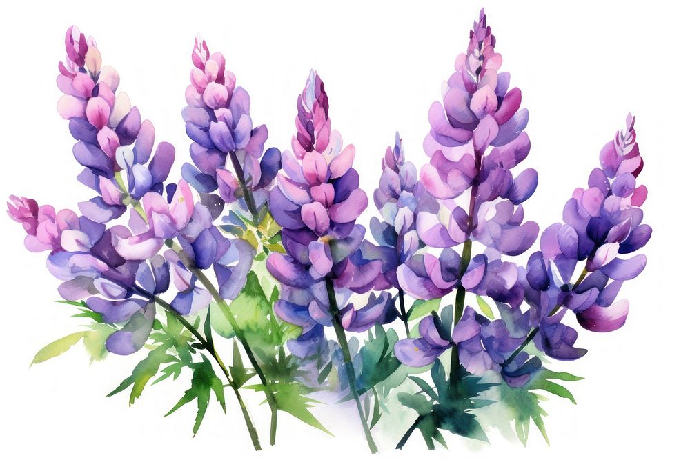 Lupine flowers lavender blossom purple. AI generated Image by rawpixel.