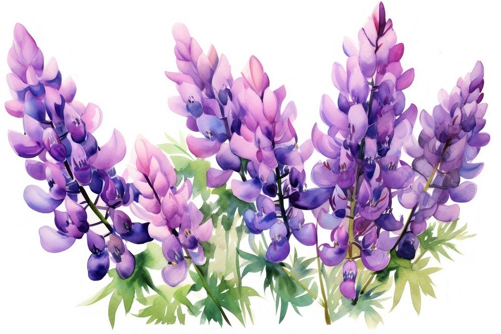 Lupine flowers lavender blossom purple. AI generated Image by rawpixel.