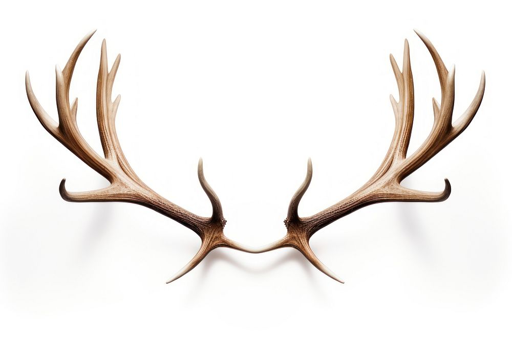 Antler white background taxidermy horned. AI generated Image by rawpixel.