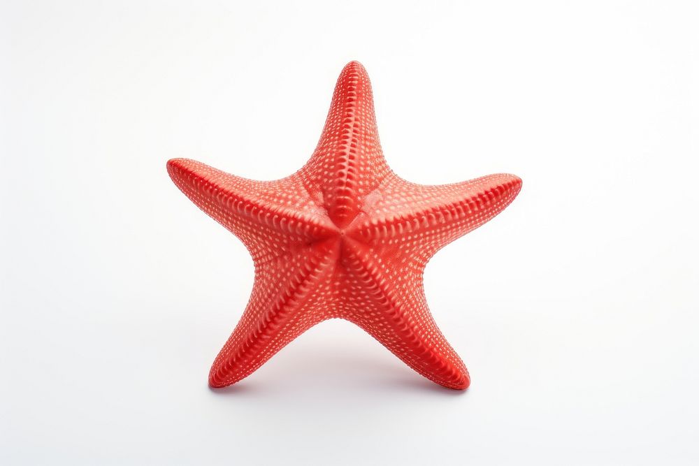 Starfish white background invertebrate simplicity. AI generated Image by rawpixel.