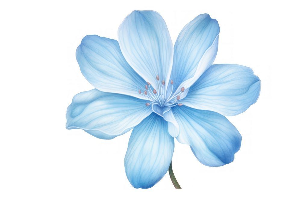 Soft Blue Flower flower petal plant. AI generated Image by rawpixel.