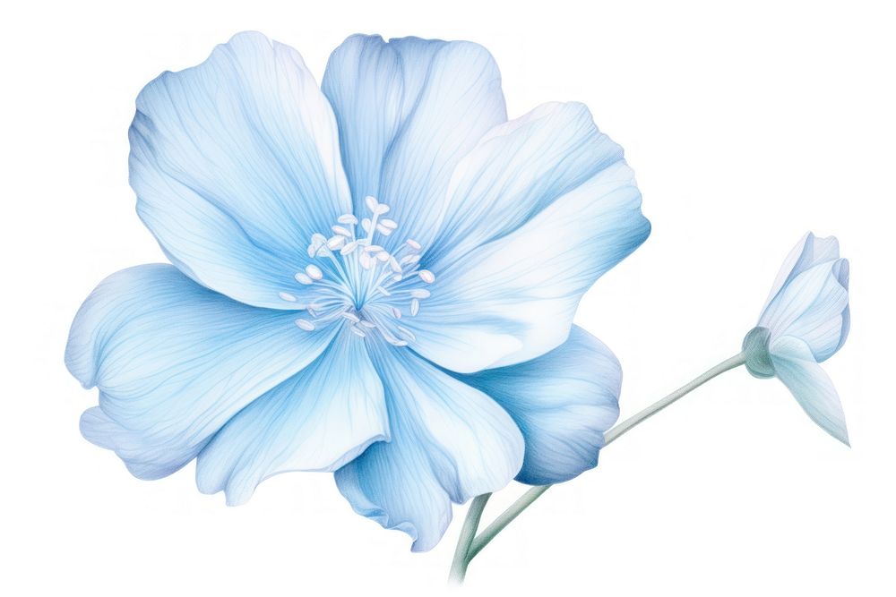 Soft Blue Flower flower blossom nature. AI generated Image by rawpixel.