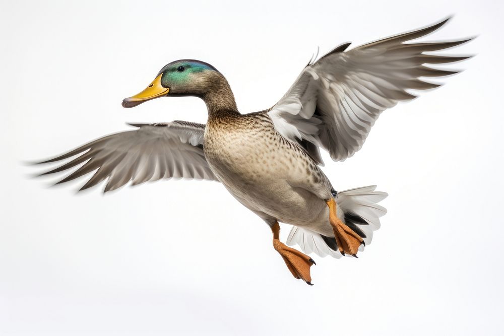 Duck animal flying bird. AI generated Image by rawpixel.