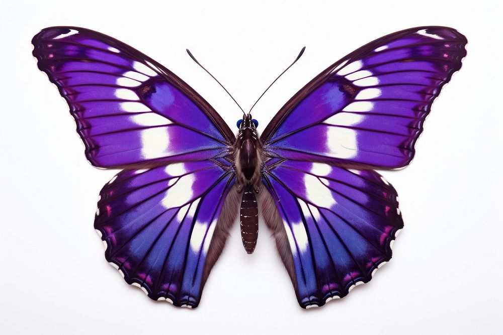 Purple emperor butterfly insect animal white background. AI generated Image by rawpixel.