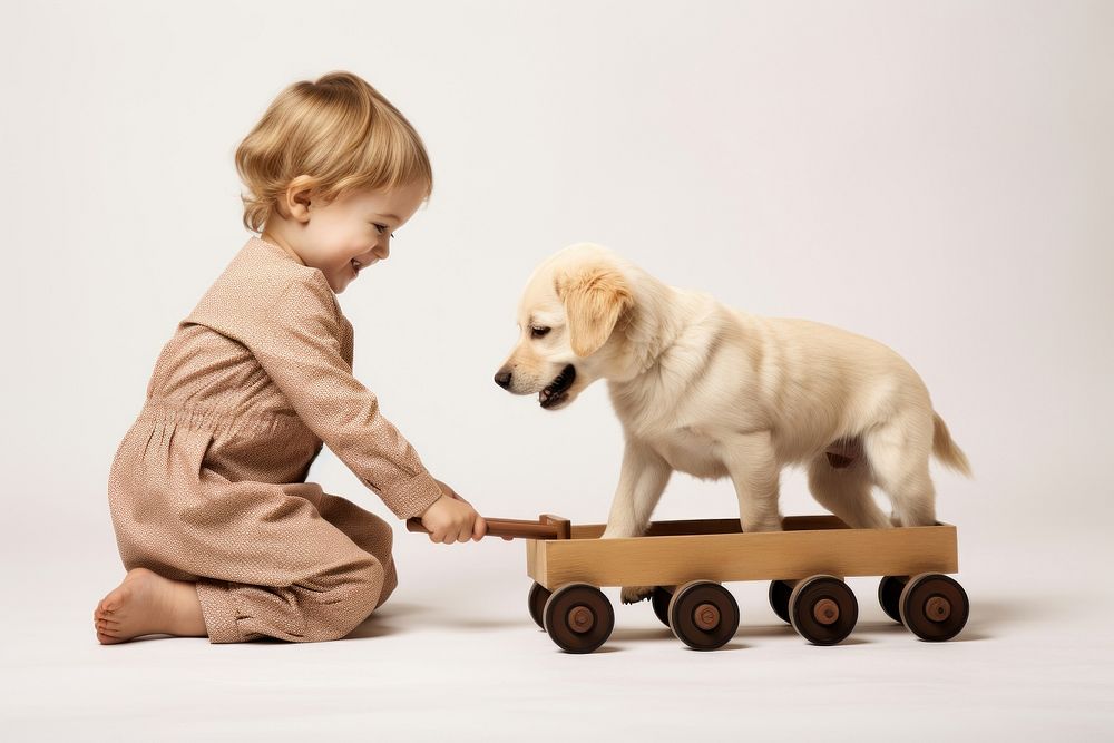 Retriever mammal animal puppy. 