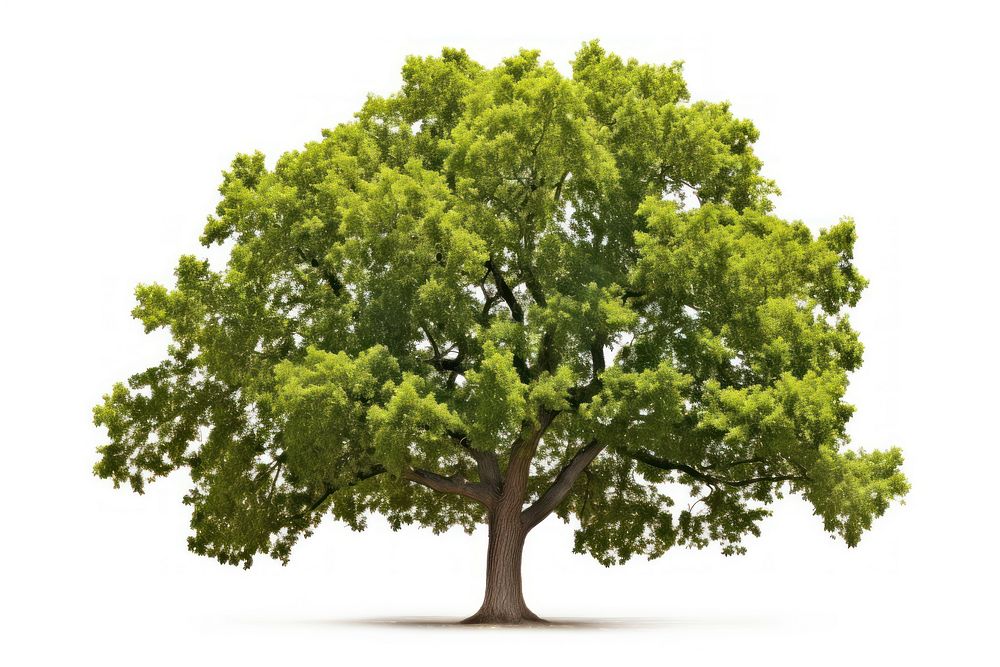 Quercus rotundifolia tree plant white background. AI generated Image by rawpixel.