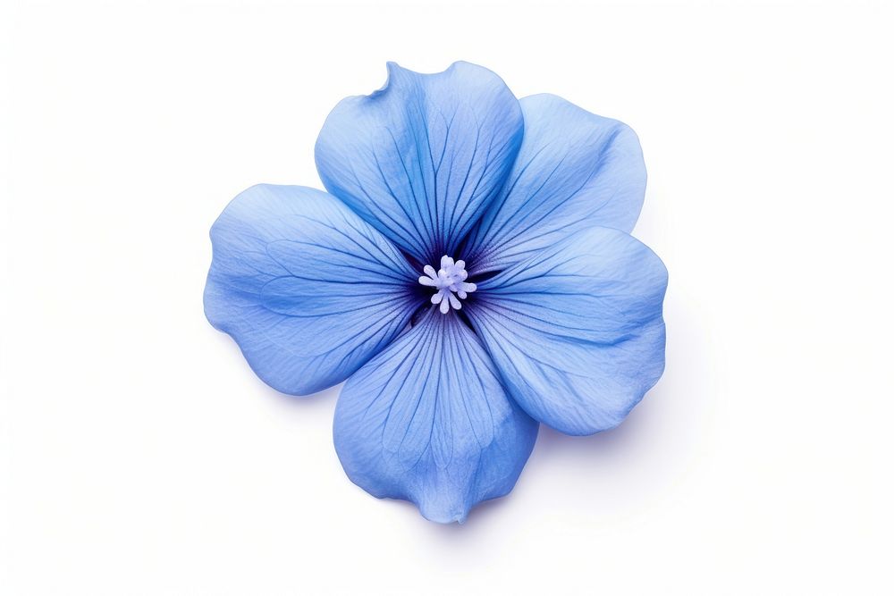 Blue Flower flower petal plant. AI generated Image by rawpixel.