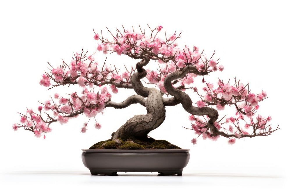 Prunus serrulata bonsai blossom flower plant. AI generated Image by rawpixel.