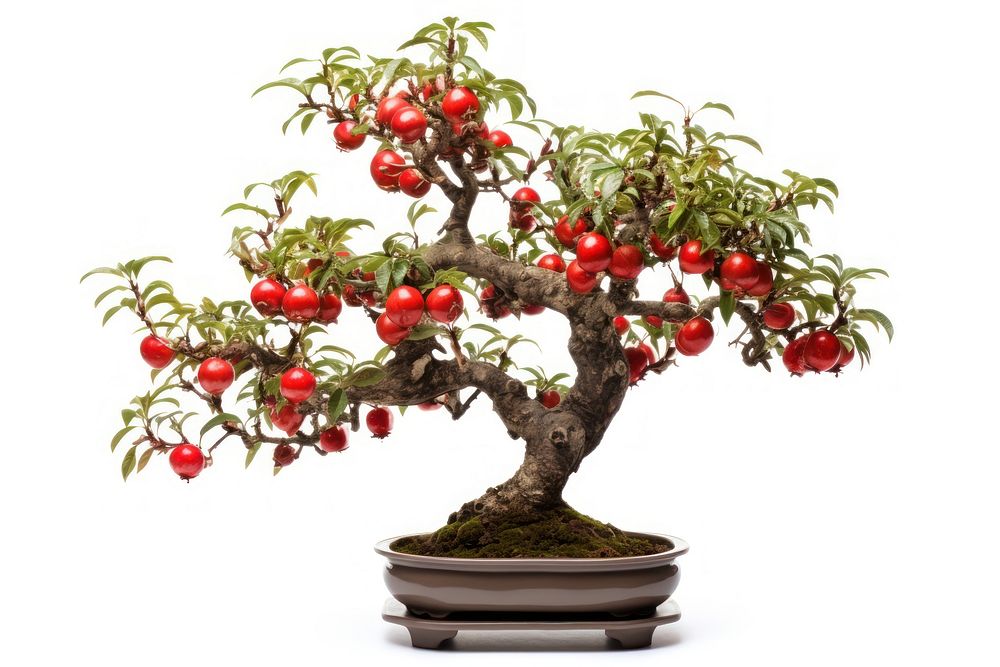 Punica granatum bonsai plant apple fruit. AI generated Image by rawpixel.