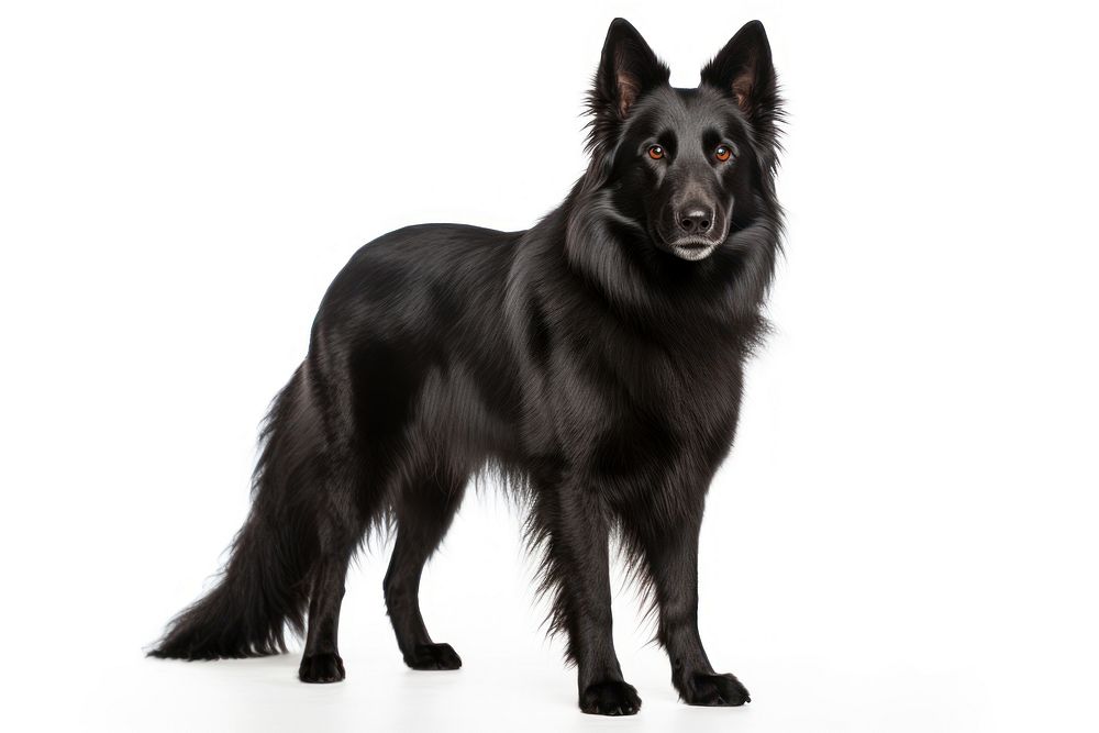Dog mammal animal pet. AI | Free Photo - rawpixel