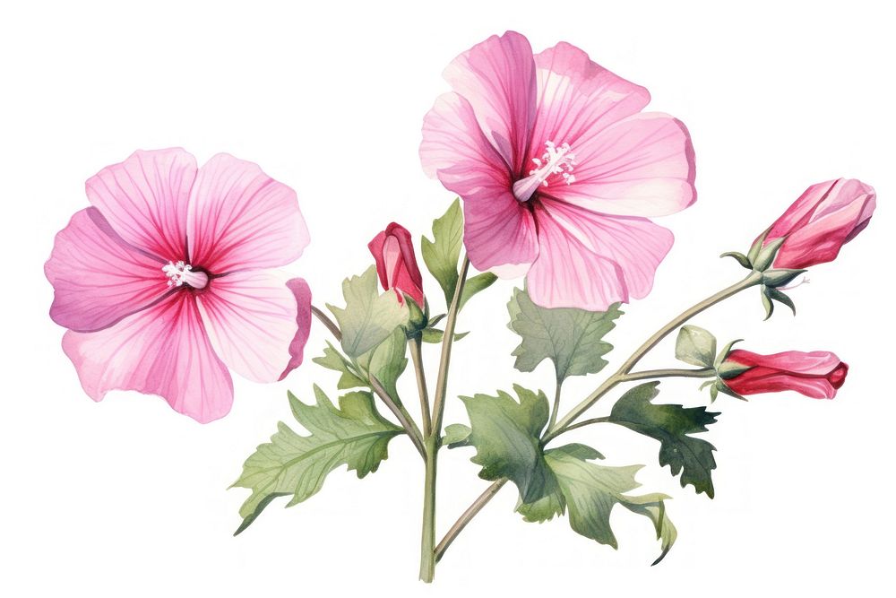 Hibiscus blossom flower plant. AI generated Image by rawpixel.