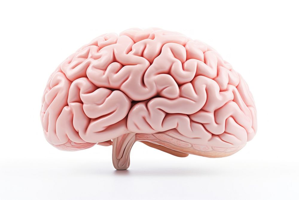 Brain white background outdoors medical. AI generated Image by rawpixel.