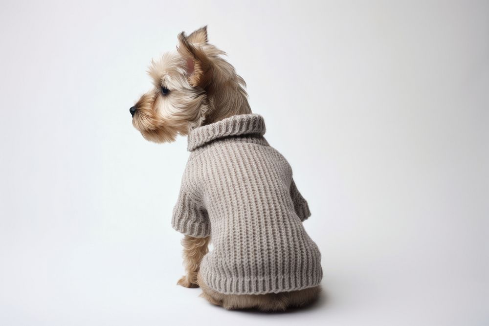 Sweater mammal animal puppy. AI generated Image by rawpixel.