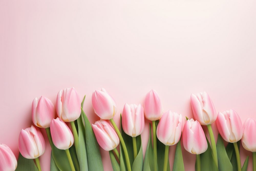 Tulip backgrounds flower petal. AI generated Image by rawpixel.