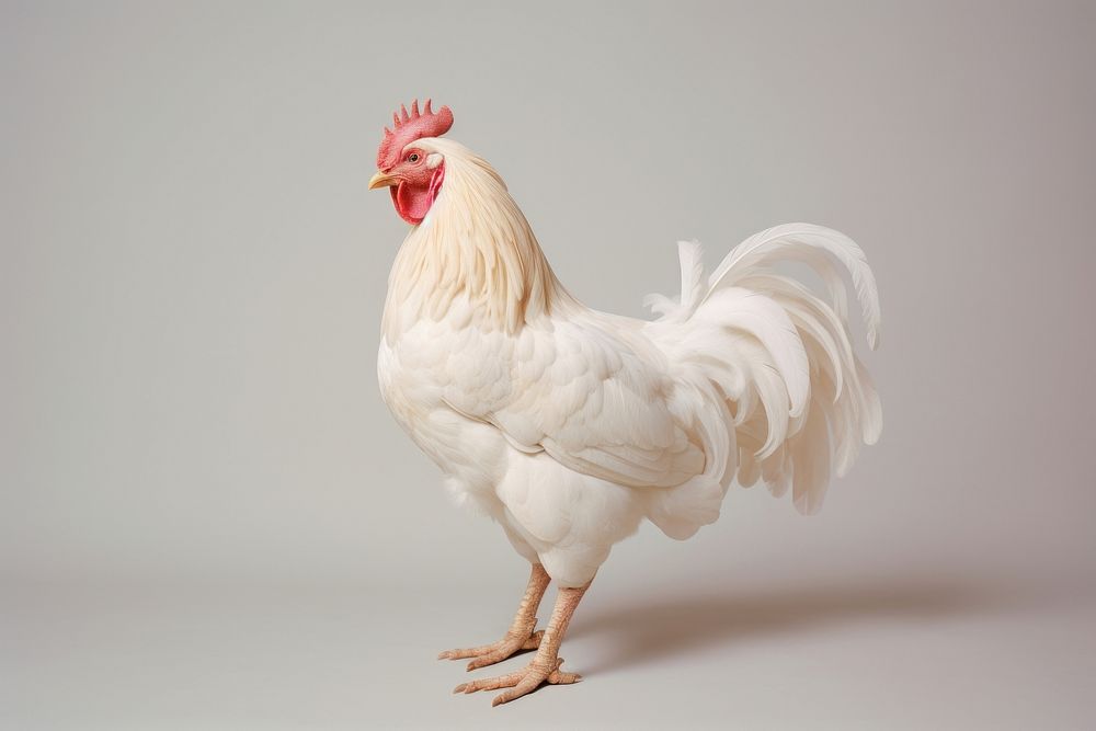 Chicken poultry animal white. AI generated Image by rawpixel.