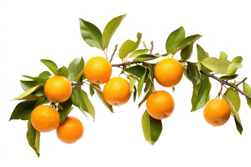 Fruit grapefruit branch orange. AI generated Image by rawpixel.