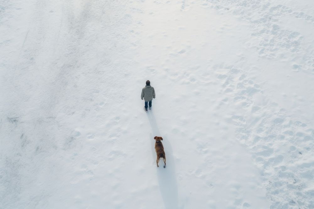 Winter snow dog landscape. 