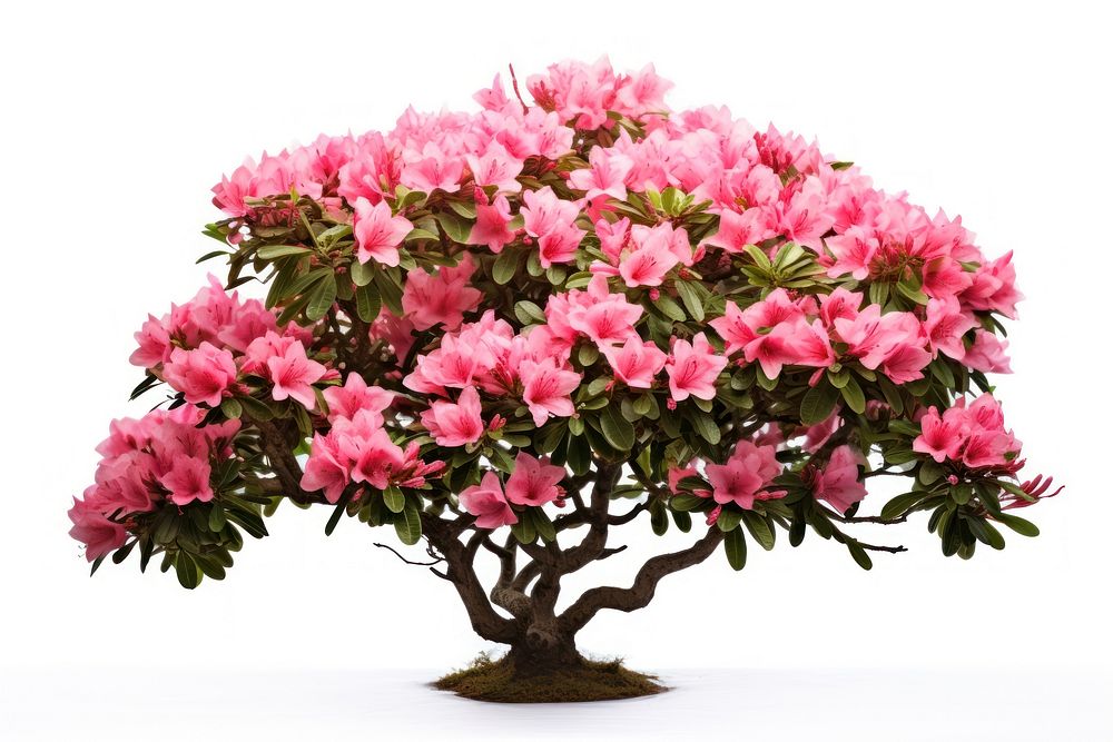 Flower plant tree blossom. AI generated Image by rawpixel.