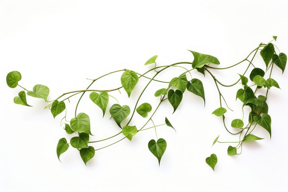 Plant leaf vine white background. AI generated Image by rawpixel.
