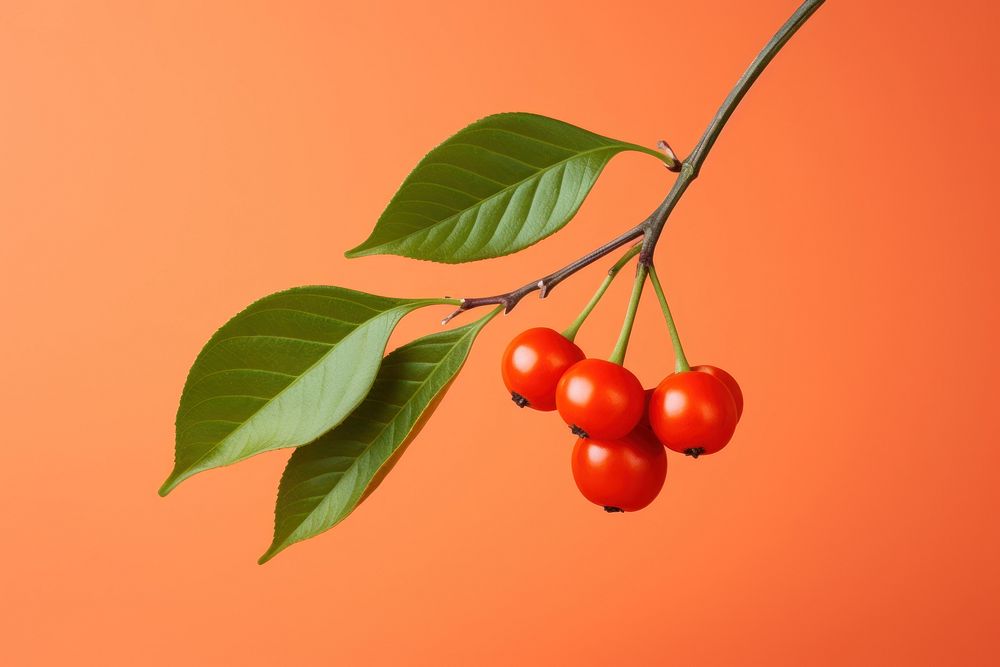 Cherry plant fruit food. 