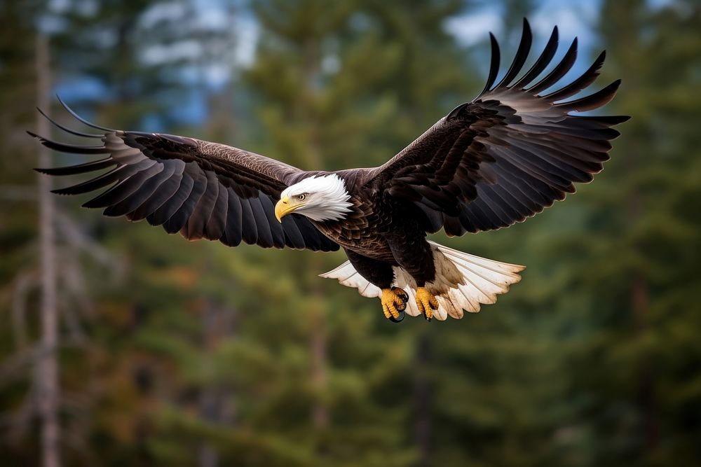 Animal eagle bird bald eagle. AI generated Image by rawpixel.