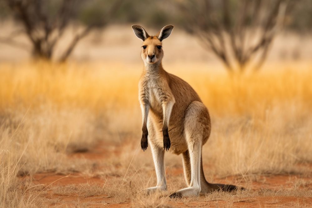 Kangaroo standing wallaby animal. AI generated Image by rawpixel.